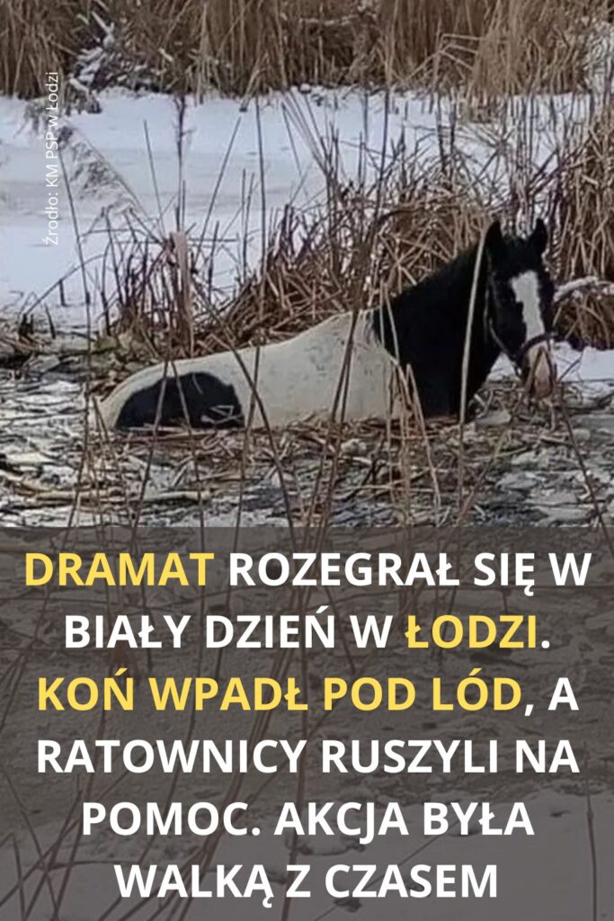 10_stra_ak_w_wyci_ga_o_konia__kt_ry_wpad__do_cz__ciowo_zamarzni_tego_stawu_na_osiedlu_Retkinia_w__odzi 10_stra_ak_w_wyci_ga_o_konia__kt_ry_wpad__do_cz__ciowo_zamarzni_tego_stawu_na_osiedlu_Retkinia_w__odzi