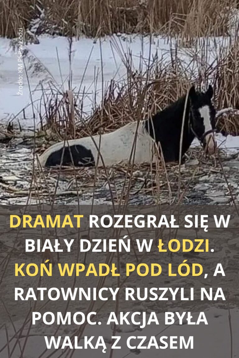 10_stra_ak_w_wyci_ga_o_konia__kt_ry_wpad__do_cz__ciowo_zamarzni_tego_stawu_na_osiedlu_Retkinia_w__odzi