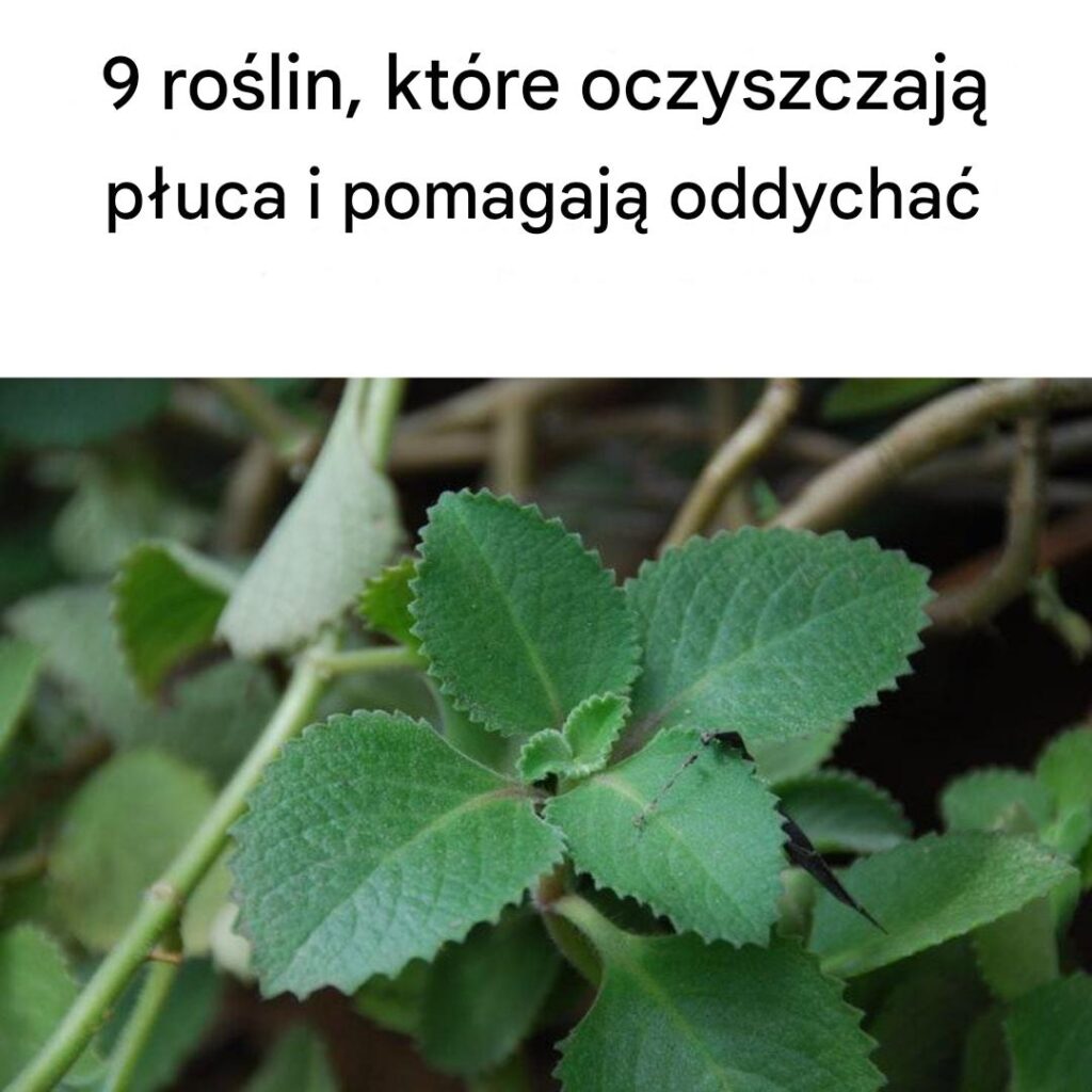9_ro_lin__kt_re_oczyszczaj__p_uca_i_pomagaj__oddycha_ 9_ro_lin__kt_re_oczyszczaj__p_uca_i_pomagaj__oddycha_