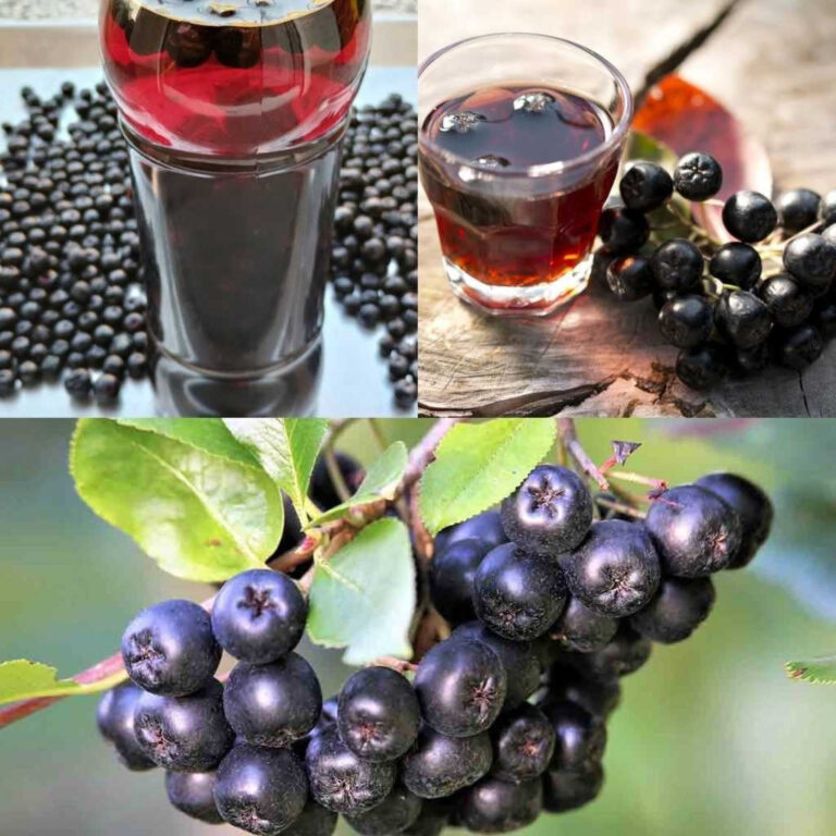 Aronia___Ma_a_Jagoda__Wielkie_Korzy_ci__Naturalne_Wsparcie_Dla_Twojego_Uk_adu_Krwiono_nego__See_more