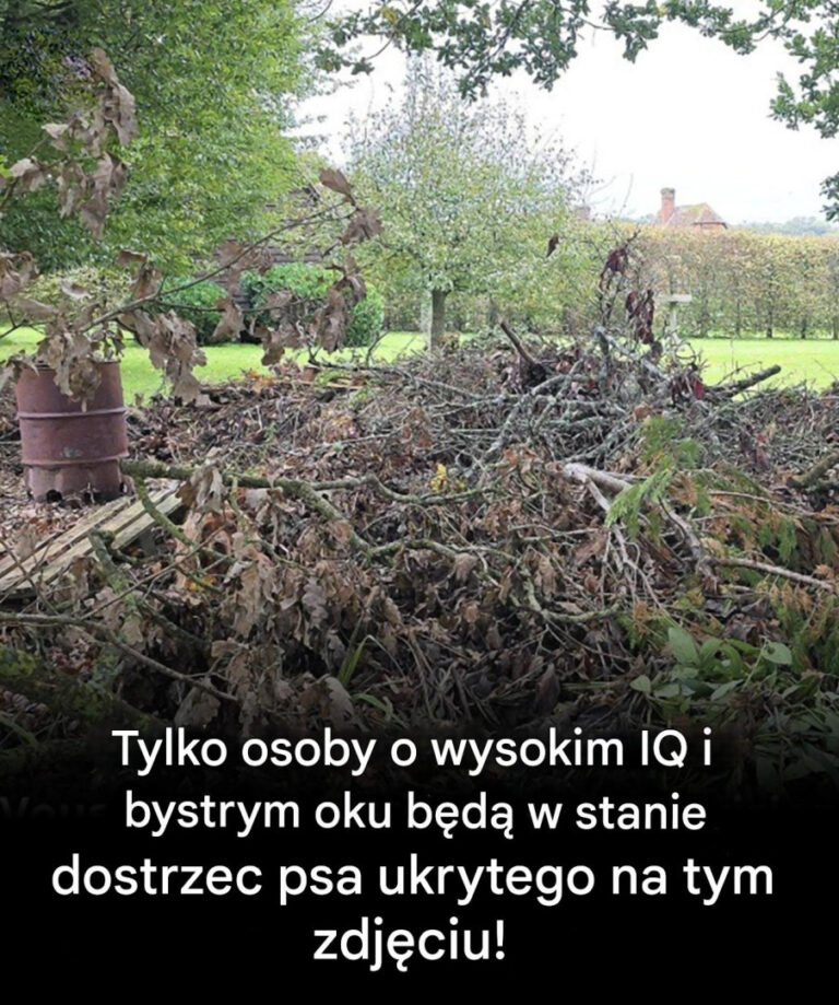 Czy_potrafisz_dostrzec_ukrytego_psa__Tylko_ci_z_orlim_wzrokiem_potrafi__-1