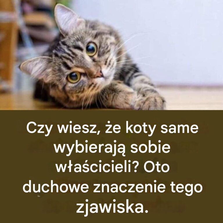 Czy_wiesz___e_koty_same_wybieraj__sobie_w_a_cicieli__Oto_duchowe_znaczenie_tego_zjawiska_