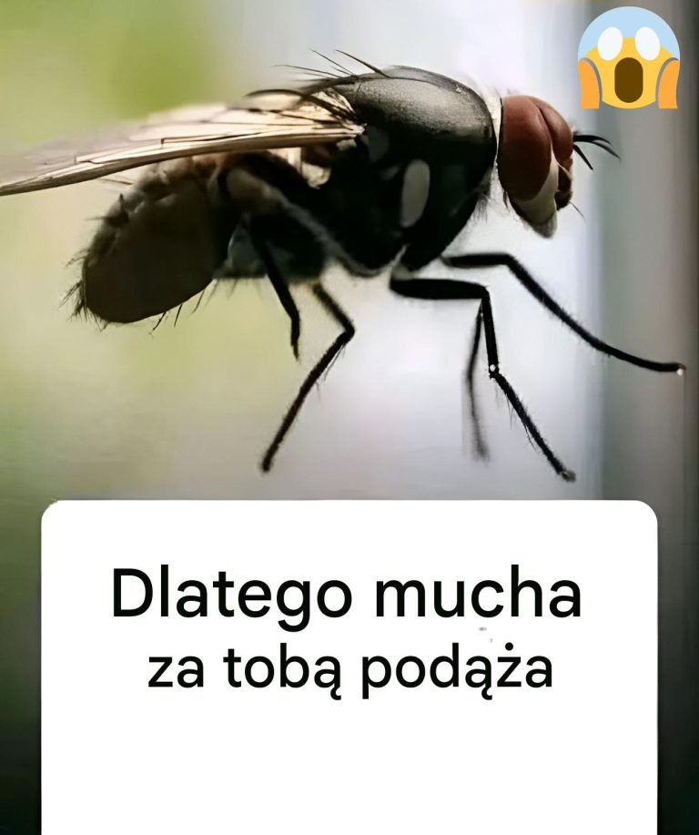 Dlatego_mucha_ci__goni