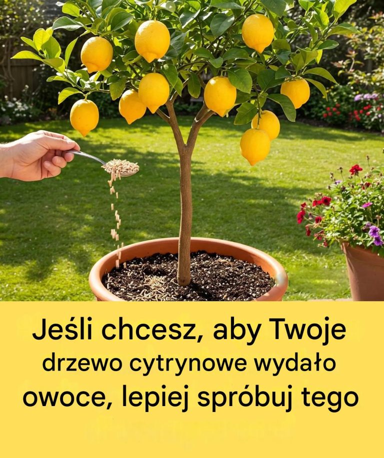 Jak_pobudzi__kwitnienie_drzewa_cytrynowego_za_pomoc__naturalnego_triku
