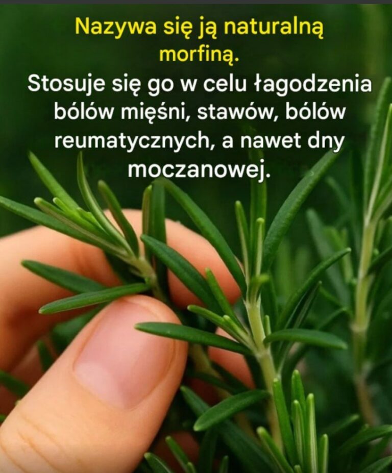 Jak_wyhodowa__t__ro_lin__w_du_ych_ilo_ciach_w_domu_