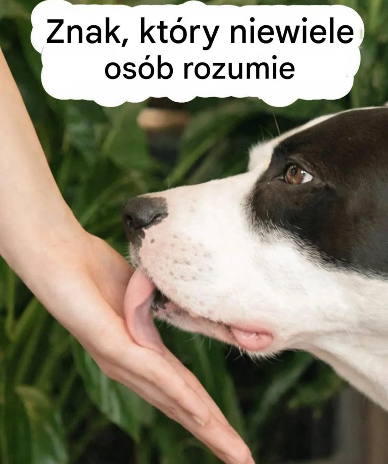 Kiedy_pies_li_e_Ci__po_r_kach__jakie_sygna_y_wysy_a_i_dlaczego_wa_ne_jest__aby_je_interpretowa___To_nie_tylko_zwyk_y_nawyk_