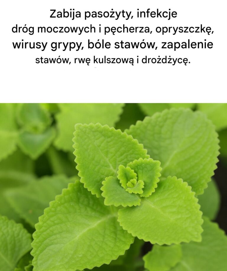 Magiczne_oregano__sekretny_sojusznik_Twojej_kuchni