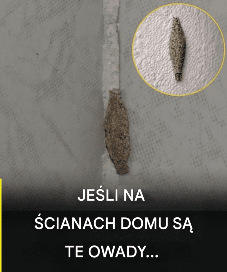 Najcz_stsze_miejsca__w_kt_rych_ten_owad_ukrywa_si__w_Twoim_domu