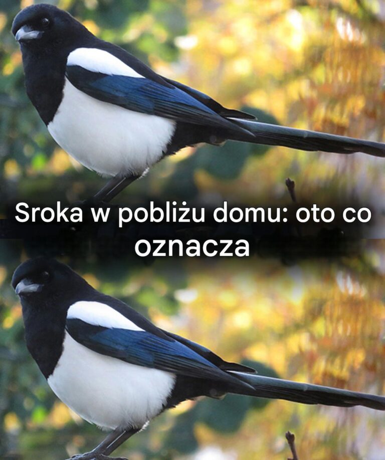 Sroka_w_domu__jakie_ma_znaczenie_duchowe_