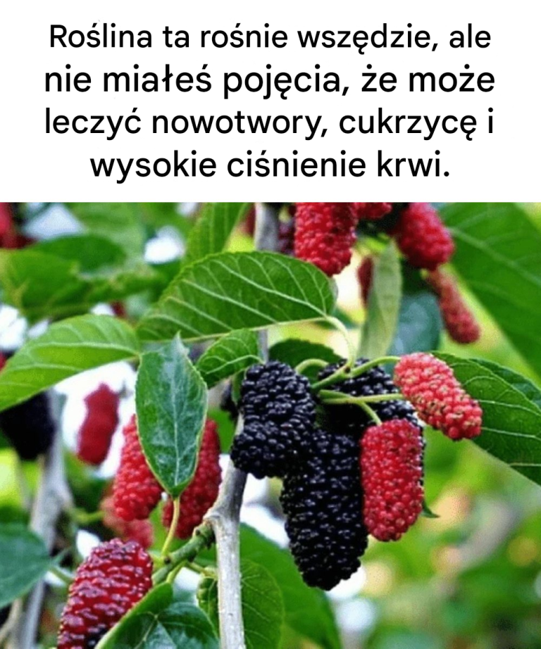 Ta_ro_lina_jest_wsz_dzie__ale_nie_mia_e__poj_cia___e___mo_e_leczy__nowotwory__cukrzyc__i_nadci_nienie