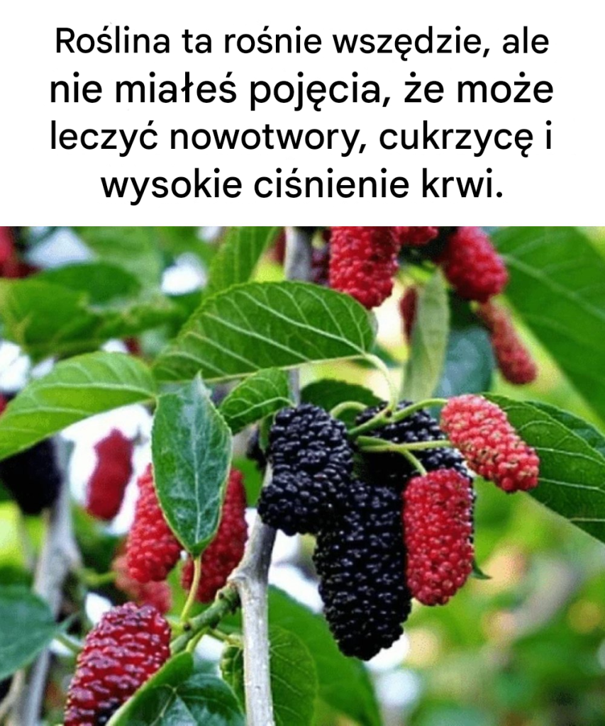 Ta_ro_lina_jest_wsz_dzie__ale_nie_mia_e__poj_cia___e___mo_e_leczy__nowotwory__cukrzyc__i_nadci_nienie Ta_ro_lina_jest_wsz_dzie__ale_nie_mia_e__poj_cia___e___mo_e_leczy__nowotwory__cukrzyc__i_nadci_nienie