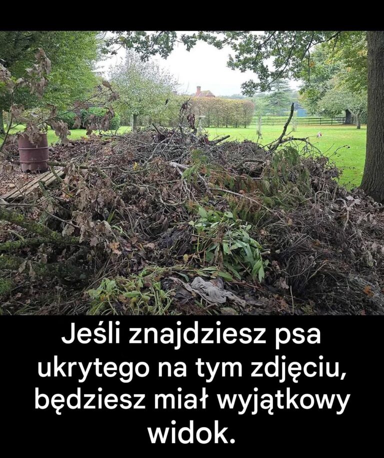 Tylko_osoby_z_bystrym_wzrokiem_dostrzeg__psa_ukrytego_na_tym_zdj_ciu