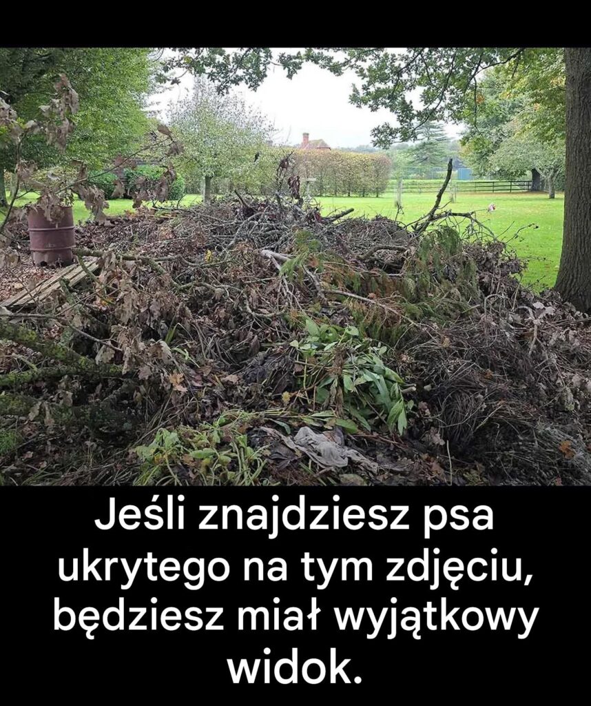 Tylko_osoby_z_bystrym_wzrokiem_dostrzeg__psa_ukrytego_na_tym_zdj_ciu