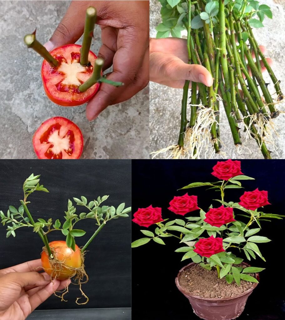 Ulepsz_swoje_r__e__sadz_c_je_w_plasterkach_pomidor_w__zaskakuj_co_skuteczna_metoda Ulepsz_swoje_r__e__sadz_c_je_w_plasterkach_pomidor_w__zaskakuj_co_skuteczna_metoda