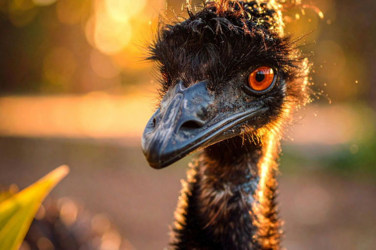 Wyjrza__przez_okno_i_zamar___Po_polu_obok_traktora_bieg_o__emu___Historia_Jessiki__najs_ynniejszej_uciekinierki_na_Kujawach