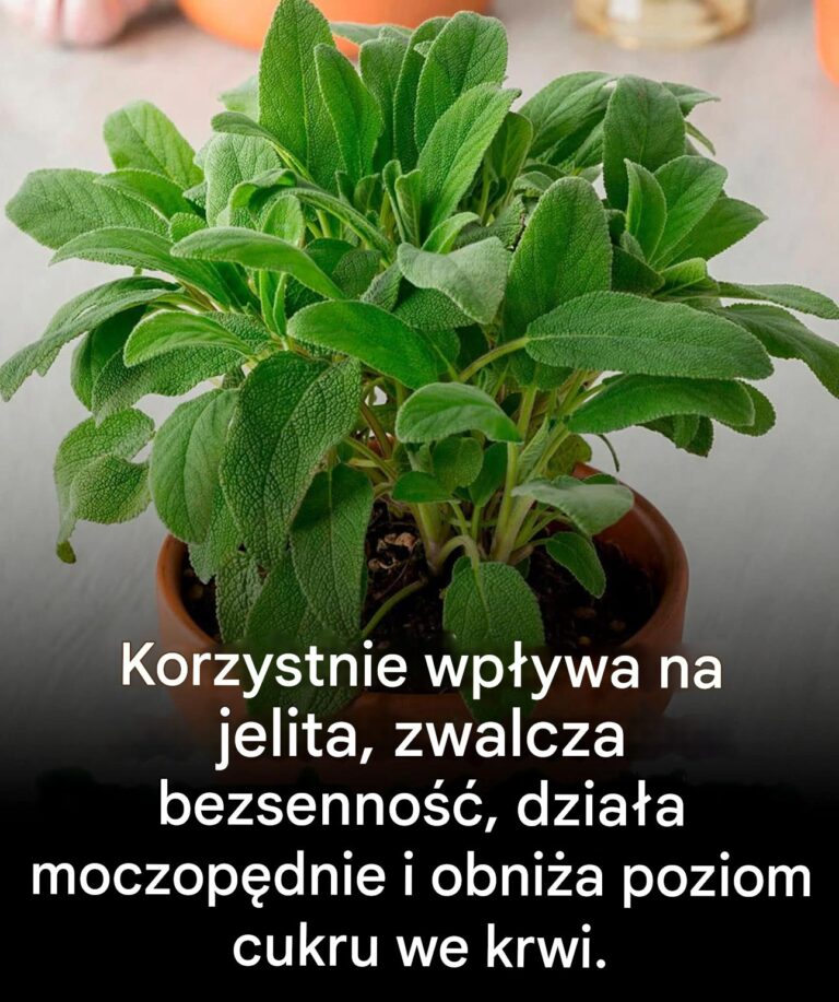 Zalety_i_przeciwwskazania_tej_niezb_dnej_ro_liny_kulinarnej