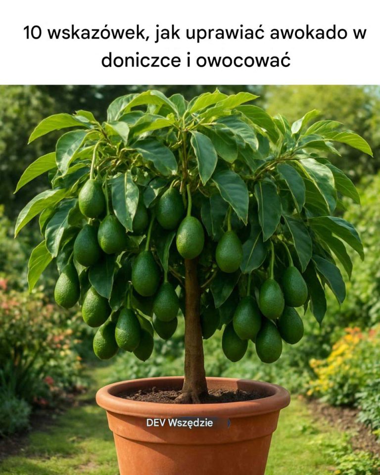 10_wskaz_wek__jak_uprawia__awokado_w_doniczce_i_owocowa_