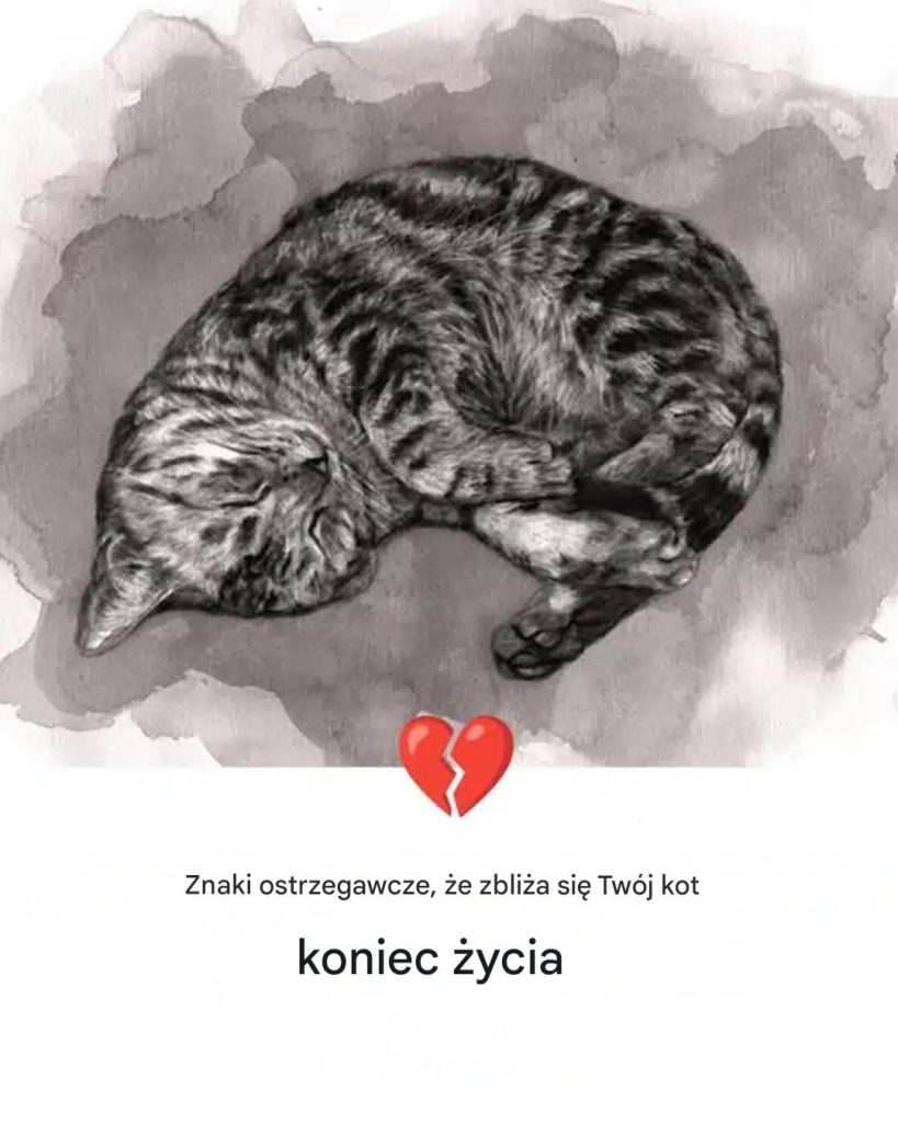 11_oznak___e_Tw_j_kot_umiera 11_oznak___e_Tw_j_kot_umiera