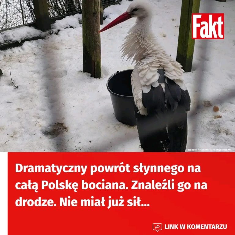 Bocian_Krutek__symbol_nadchodz_cej_wiosny__wr_ci__do_Polski_wcze_niej_ni__zwykle__Jego_podr___z_Egiptu_by_a_pe_na_wyzwa___ale_zako_czy_a_si__szcz__liwie_