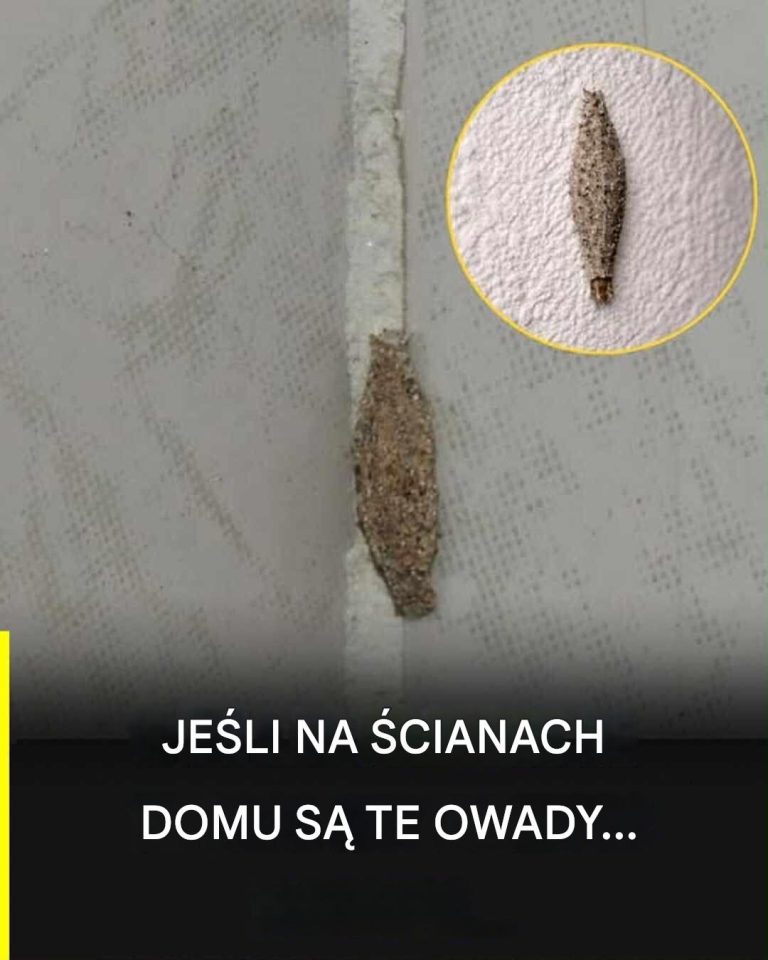 Cichy_owad__kt_ry_pojawia_si__na__cianach_i_sufitach_i_wzbudza_ciekawo___w_domu