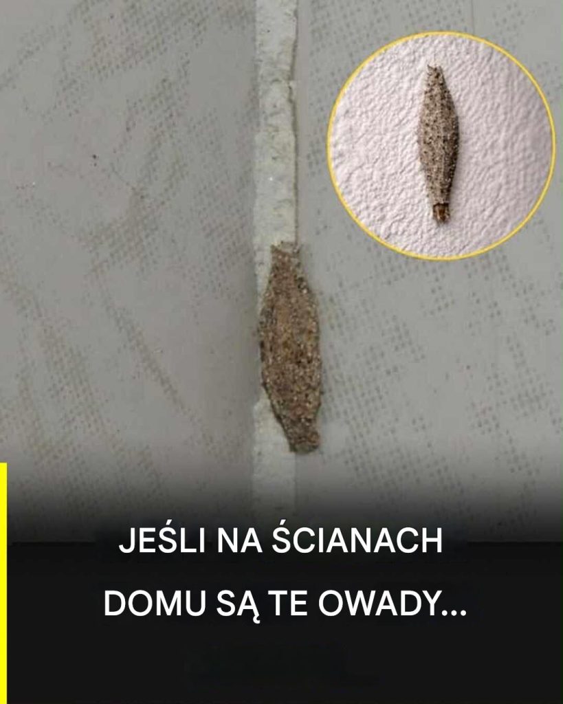 Cichy_owad__kt_ry_pojawia_si__na__cianach_i_sufitach_i_wzbudza_ciekawo___w_domu Cichy_owad__kt_ry_pojawia_si__na__cianach_i_sufitach_i_wzbudza_ciekawo___w_domu