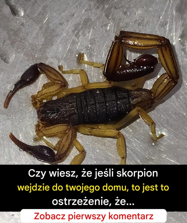 Czy_wiesz___e_je_li_skorpion_wejdzie_do_twojego_domu__to_jest_to_ostrze_enie_