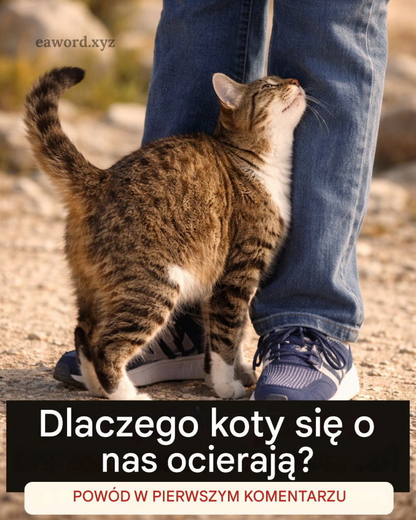 Dlaczego_Tw_j_kot_si__o_Ciebie_ociera_i_co_pr_buje_Ci_w_ten_spos_b_powiedzie__ Dlaczego_Tw_j_kot_si__o_Ciebie_ociera_i_co_pr_buje_Ci_w_ten_spos_b_powiedzie__