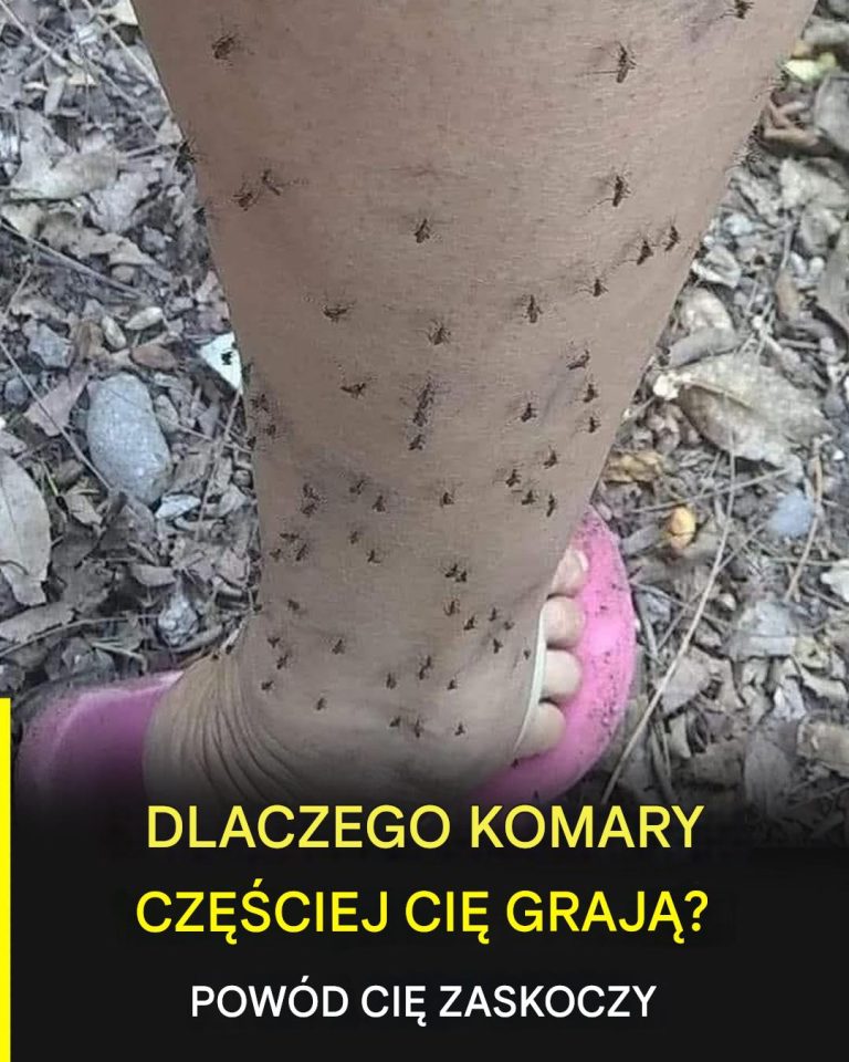 Dlaczego_komary_zawsze_wybieraj__ciebie__naukowe_wyja_nienie__kt_re_zna_niewielu