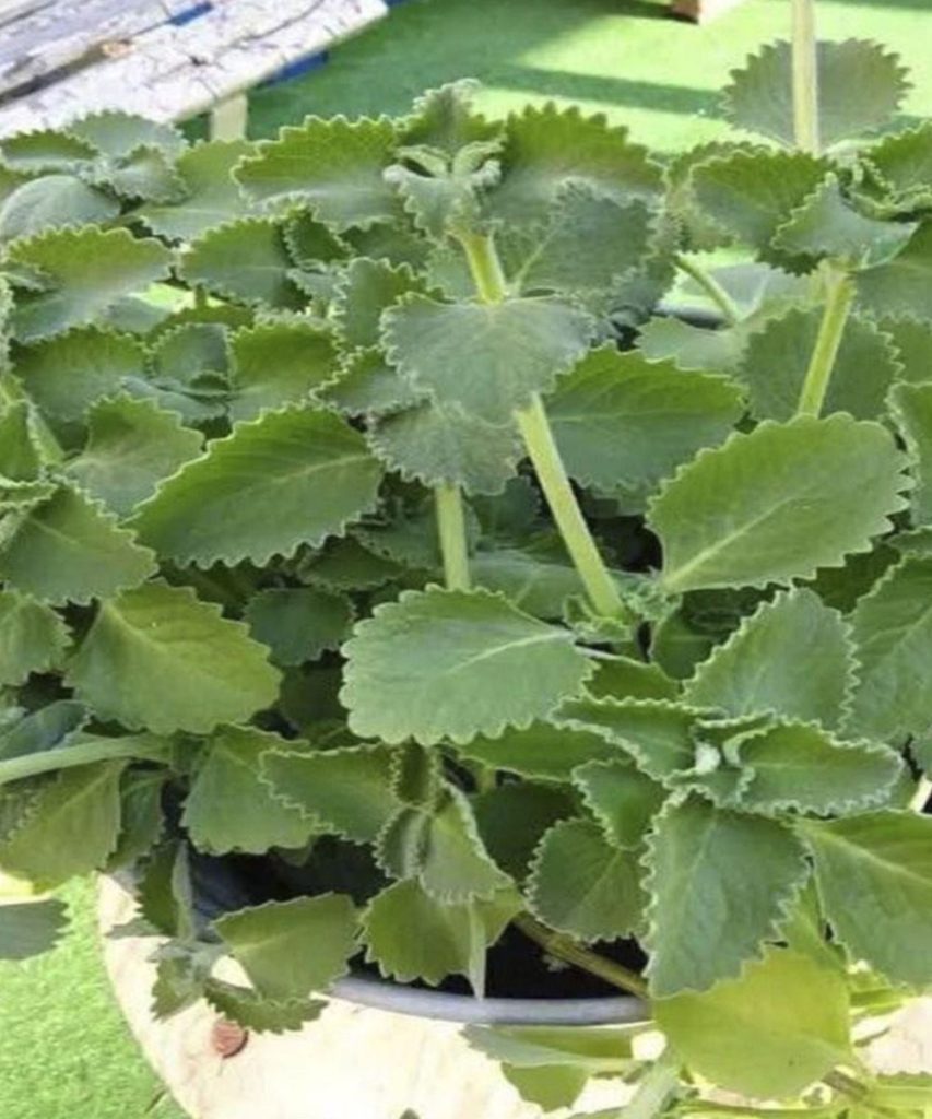 Doctors_reveal_that_eating_oregano_causes__ Doctors_reveal_that_eating_oregano_causes__