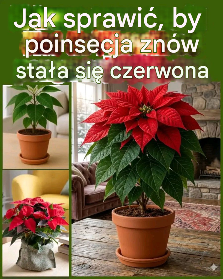 Je_li_masz_poinsecj__z_zesz_ego_roku_i_chcesz___eby_na_Bo_e_Narodzenie_nabra_a_czerwonego_koloru__teraz_jest_czas__aby_jej_w_tym_pom_c_