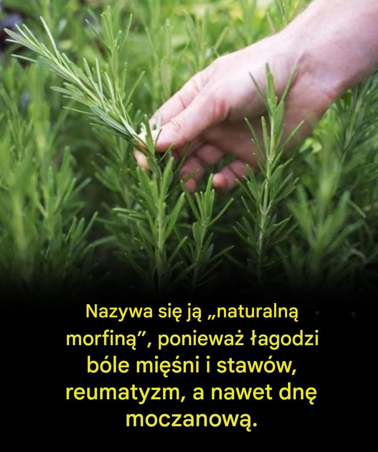Korzy_ci_p_yn_ce_ze_spo_ywania_tej_ro_liny_przez_osoby_starsze__naturalny_sojusznik_zdrowego_starzenia_si_
