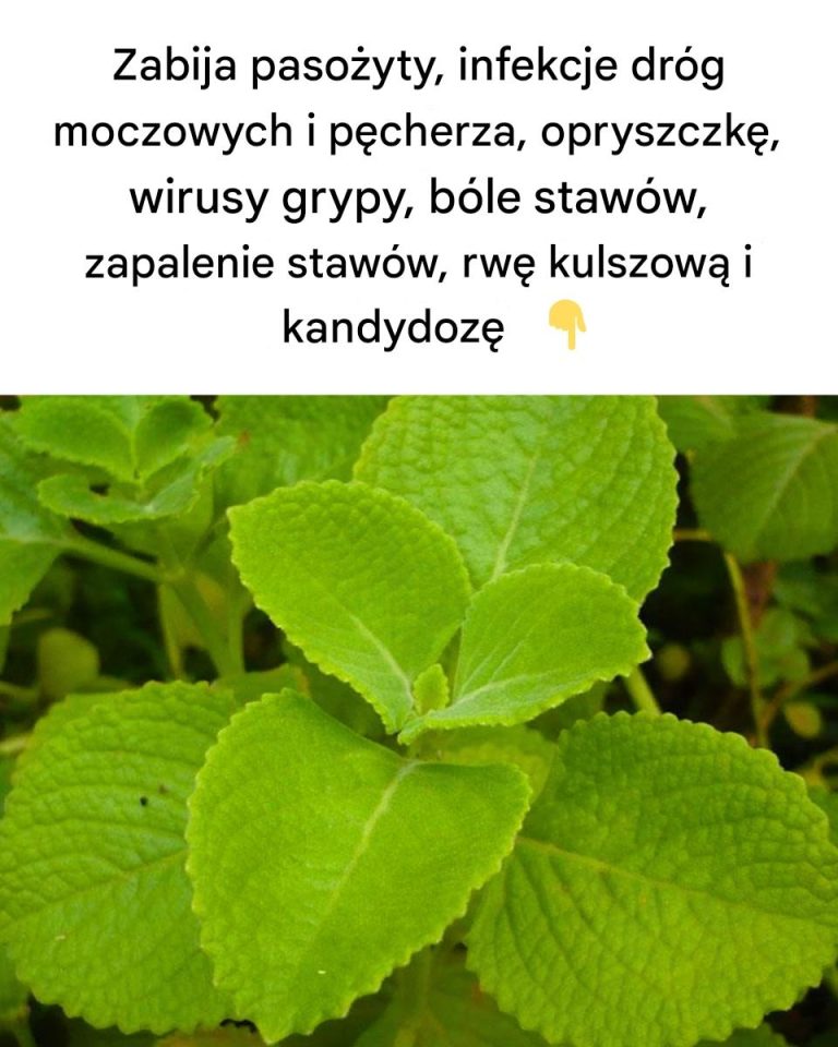 Magia_oregano__sekretny_sojusznik_Twojej_kuchni