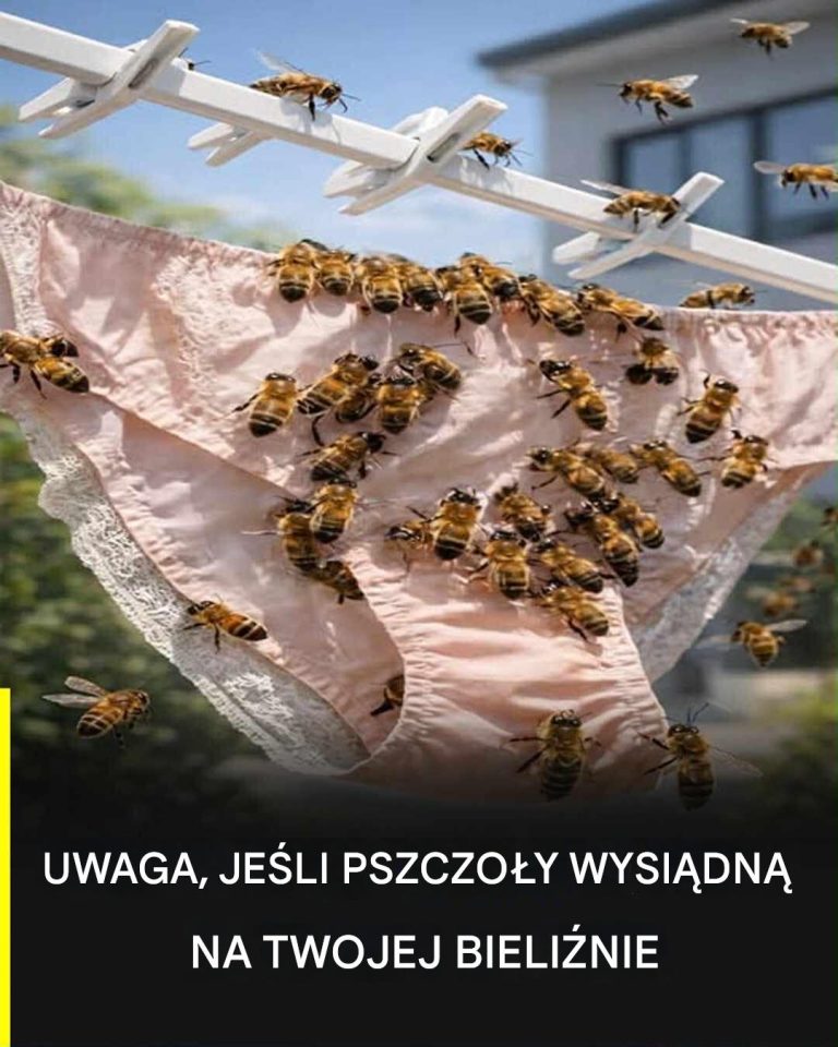 Naukowe_wyja_nienie__dlaczego_pszczo_y_l_duj__na_bieli_nie
