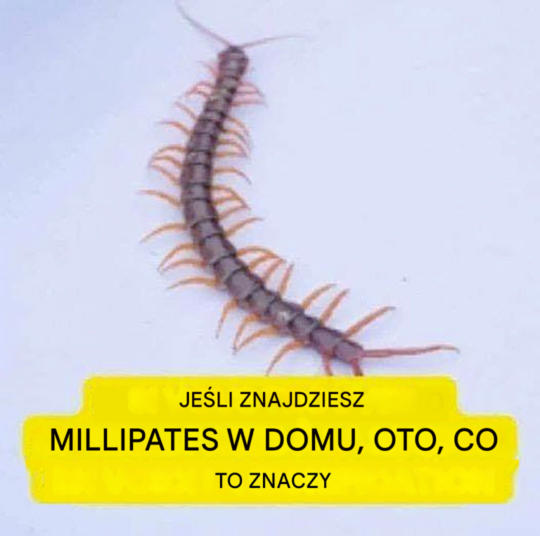 Oto_co_oznacza_odkrycie_stonogi_w_domu_