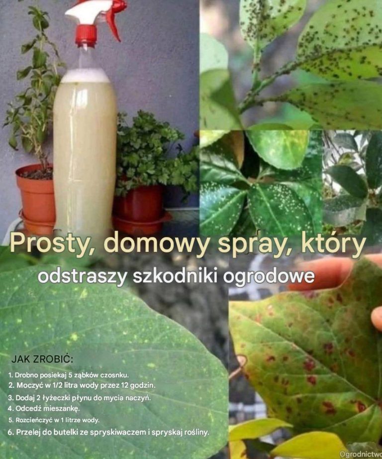Prosty__domowy_spray__kt_ry_odstraszy_szkodniki_ogrodowe