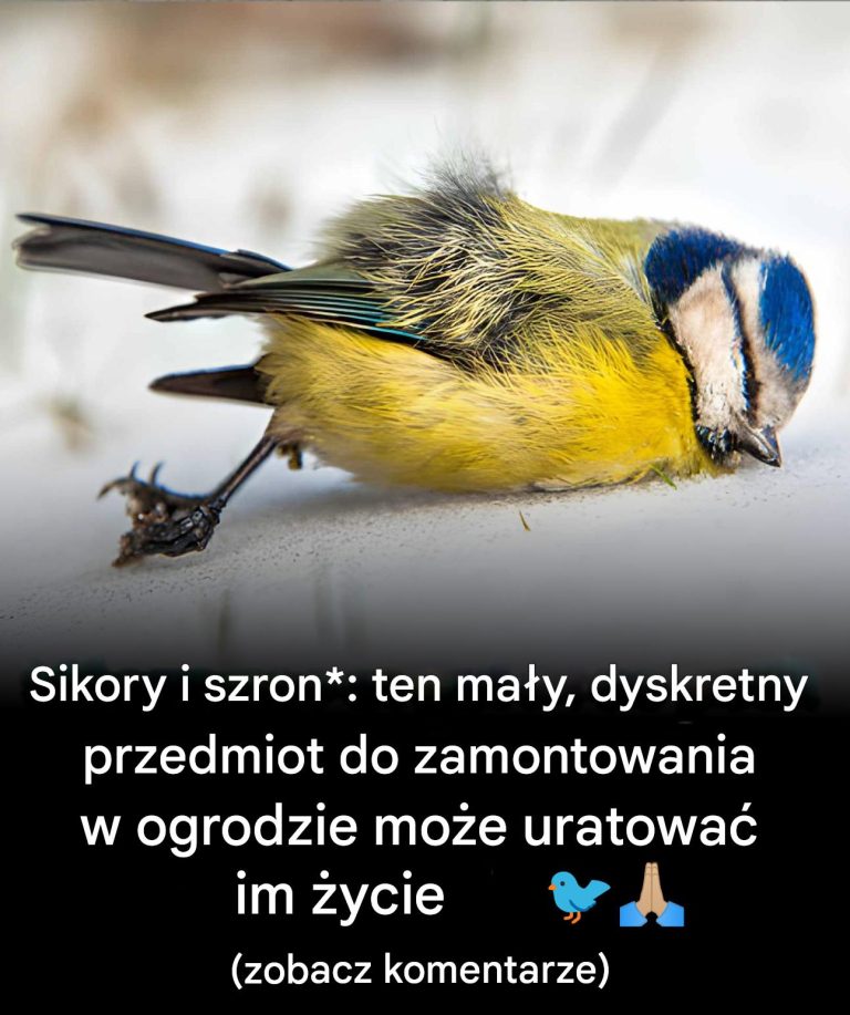 Sikory_i_szron__ten_ma_y__dyskretny_przedmiot_do_umieszczenia_w_ogrodzie_mo_e_uratowa__im__ycie