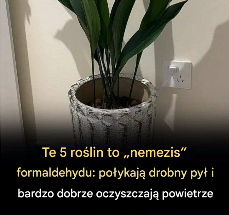 Te_5_ro_lin_to__nemezis__formaldehydu__po_ykaj__drobny_py__i_bardzo_dobrze_oczyszczaj__powietrze