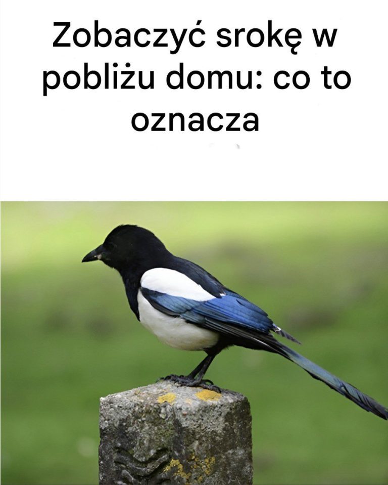 Zobaczy__srok__w_pobli_u_domu__oto_jej_znaczenie__8230_