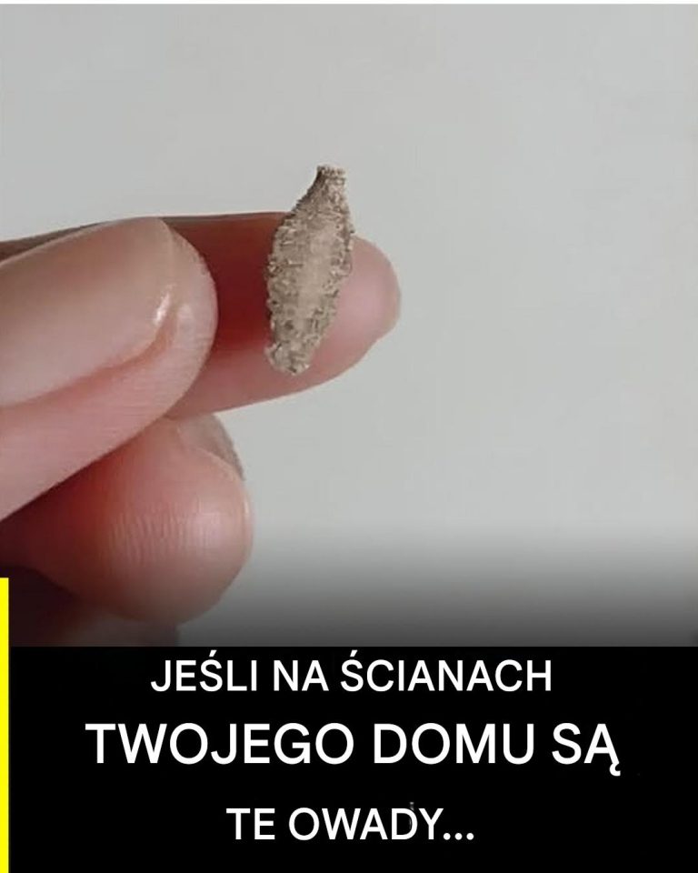 Ciekawy_owad__kt_ry_pojawia_si__na__cianach_i_sufitach_domu_