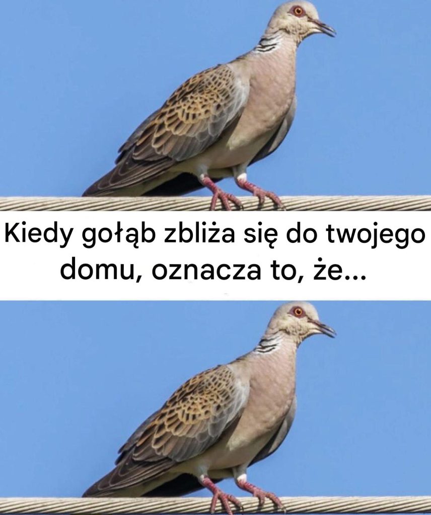 Co_to_znaczy___e_go__b_jest_w_pobli_u_domu__Poznaj_przyczyny_jego_obecno_ci_