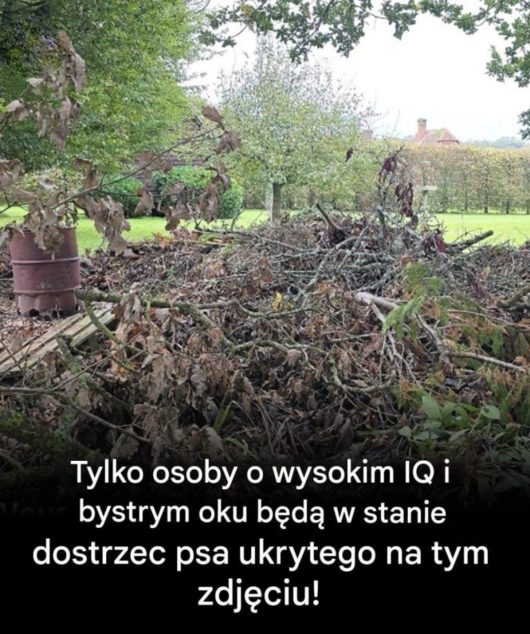 Czy_potrafisz_dostrzec_ukrytego_psa__Tylko_ci_z_orlim_wzrokiem_potrafi__