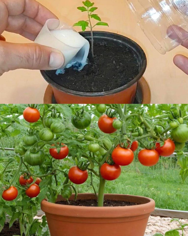 Dlaczego_Twoje_sadzonki_pomidor_w_nie_rosn___i_jak_przyspieszy__ich_wzrost_