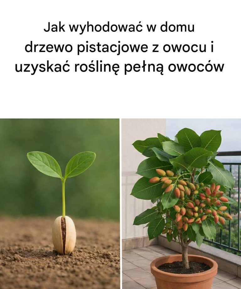 Dowiedz_si___jak__atwo_kie_kowa__i_uprawia__pistacje_w_doniczkach