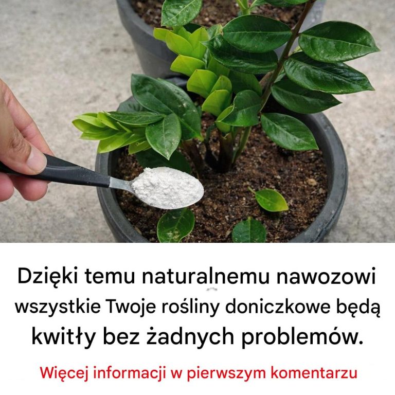 Dzi_ki_temu_naturalnemu_nawozowi_wszystkie_Twoje_ro_liny_doniczkowe_b_d___atwo_kwitn___