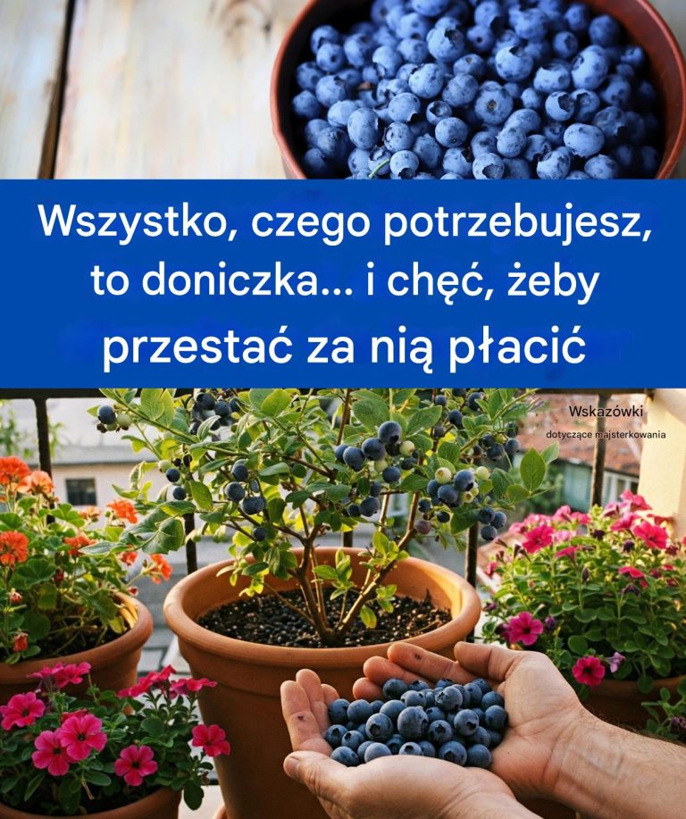 Jak_uprawia__bor_wk__w_domu__praktyczny_poradnik_na_obfite_zbiory