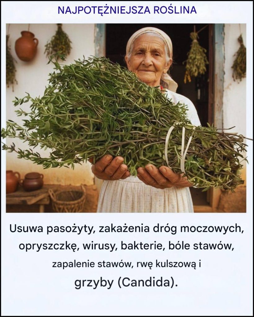 Najpot__niejsza_ro_lina_lecznicza__o_kt_rej_wiele_os_b_wci___zapomina Najpot__niejsza_ro_lina_lecznicza__o_kt_rej_wiele_os_b_wci___zapomina