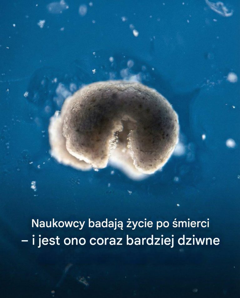 Naukowcy_badaj___ycie_po__mierci___i_staje_si__ono_coraz_dziwniejsze_