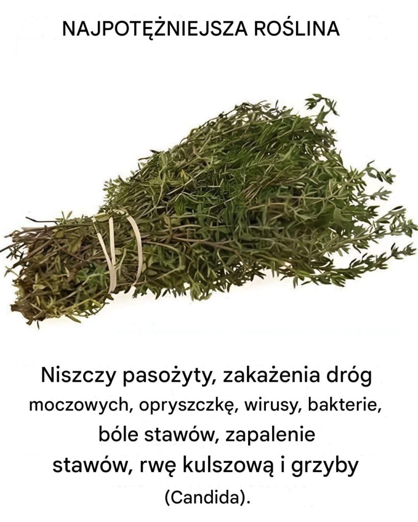 Ro_lina_ta_wykracza_poza_kuchni__i_jest_jedn__z_najpot__niejszych_na__wiecie_-2