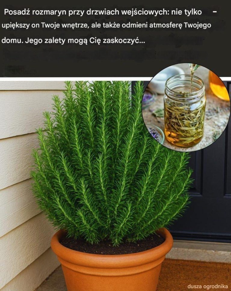 Ukryte_moce_Rosemary_Bush___i_dlaczego_powiniene__j__zamkn__