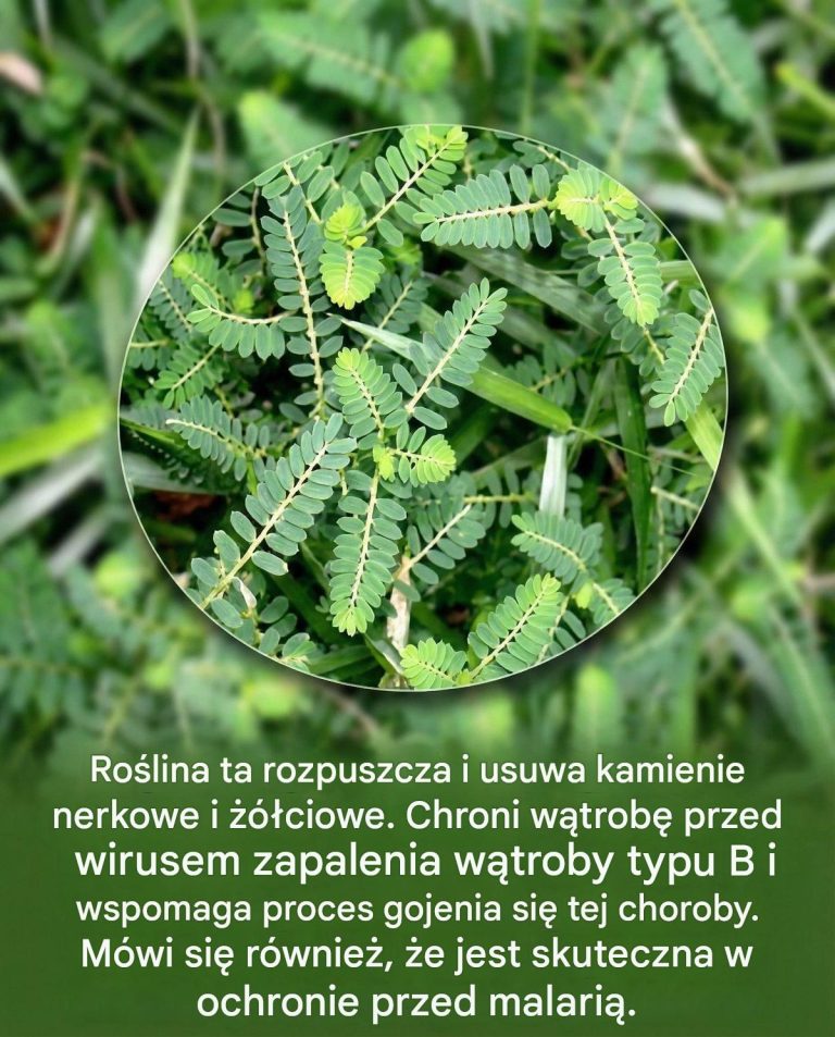 Niezr_wnany__naturalny__rodek_rozpuszczaj_cy_kamienie_nerkowe_